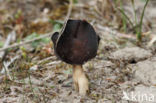 Nonnenkapkluifzwam (Helvella spadicea)