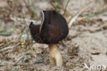 Nonnenkapkluifzwam (Helvella spadicea)