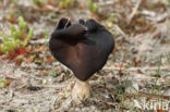 Nonnenkapkluifzwam (Helvella spadicea)