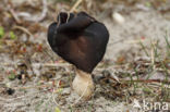 Nonnenkapkluifzwam (Helvella spadicea)