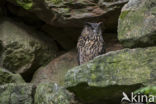 Eurasian Eagle-Owl (Bubo bubo)