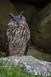 Eurasian Eagle-Owl (Bubo bubo)