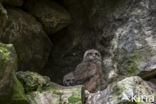 Eurasian Eagle-Owl (Bubo bubo)