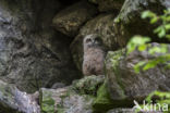 Eurasian Eagle-Owl (Bubo bubo)