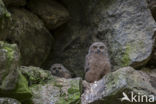 Eurasian Eagle-Owl (Bubo bubo)