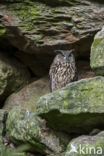 Eurasian Eagle-Owl (Bubo bubo)