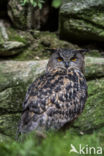 Eurasian Eagle-Owl (Bubo bubo)