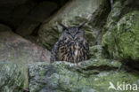 Eurasian Eagle-Owl (Bubo bubo)