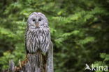 Oeraluil (Strix uralensis)