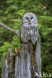 Ural Owl (Strix uralensis)