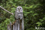 Ural Owl (Strix uralensis)