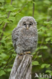 Ural Owl (Strix uralensis)