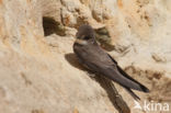 Bank Swallow (Riparia riparia)