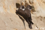 Bank Swallow (Riparia riparia)