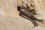 Bank Swallow (Riparia riparia)