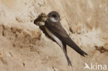 Bank Swallow (Riparia riparia)