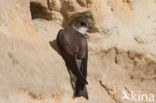 Bank Swallow (Riparia riparia)