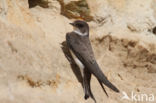 Bank Swallow (Riparia riparia)