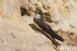 Bank Swallow (Riparia riparia)