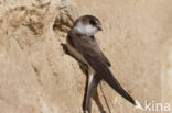 Bank Swallow (Riparia riparia)