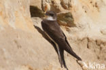 Bank Swallow (Riparia riparia)