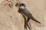 Bank Swallow (Riparia riparia)