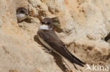 Bank Swallow (Riparia riparia)