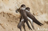 Bank Swallow (Riparia riparia)