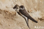 Bank Swallow (Riparia riparia)