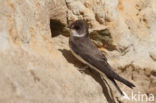 Bank Swallow (Riparia riparia)