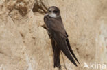 Bank Swallow (Riparia riparia)