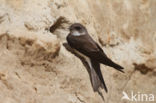 Bank Swallow (Riparia riparia)