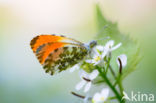 Oranjetipje (Anthocharis cardamines)