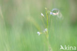 Orange-tip (Anthocharis cardamines)