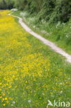 Common Dandelion (Taraxacum vulgare)