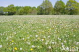 Paardenbloem (Taraxacum spec.)