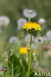 Dandelion (Taraxacum spec.)