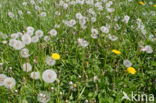 Paardenbloem (Taraxacum spec.)