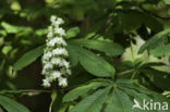 Paardenkastanje (Aesculus hippocastanum)