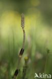 Paardenstaart (Equisetum spec.)