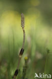 Horsetail (Equisetum spec.)