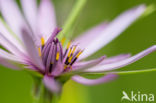 Paarse morgenster (Tragopogon porrifolius)