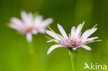 Salsify (Tragopogon porrifolius)