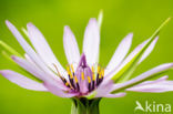 Salsify (Tragopogon porrifolius)