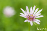 Salsify (Tragopogon porrifolius)