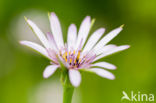 Paarse morgenster (Tragopogon porrifolius)