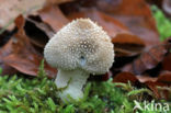 Common puffball (Lycoperdon perlatum)