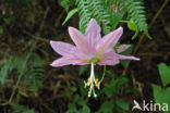 Passiebloem (Passiflora spec.)