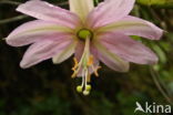 Passiebloem (Passiflora spec.)