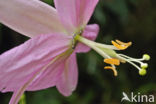 Passiebloem (Passiflora spec.)